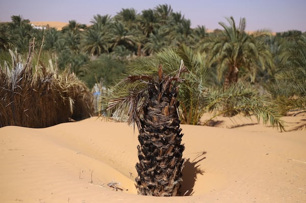 A dead palm tree trunk sits submerged in sand in Chinguetti, Mauritania on Feb. 4, 2025. (AP Photo/Khaled Moulay)