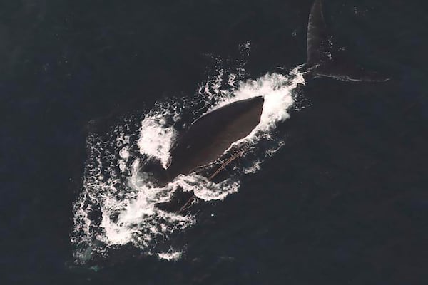 This photo provided by NOAA Fisheries shows a North Atlantic right whale documented with two lines exiting the left side of the mouth on Dec, 9, 2024. (NOAA Fisheries via AP)