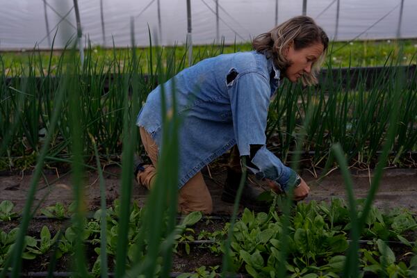 Katy Rogers clears weeds out of her lettuce, Friday, April 19, 2024, at her farm in Noblesville, Ind. (AP Photo/Joshua A. Bickel)