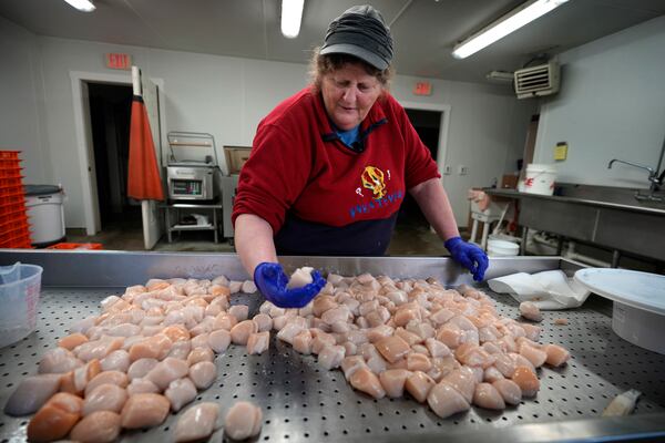 Jody Nickels sort scallops at a processing facility, Tuesday, March 11, 2025, in Bremen, Maine. (AP Photo/Robert F. Bukaty)