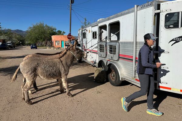 Pack burros are placed outside their trailers in Cerrillos, N.M., on Saturday, May 3, 2025. (AP Photo/Morgan Lee)
