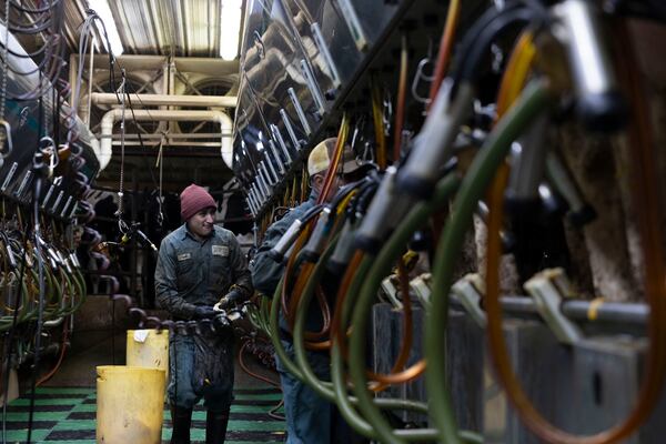 Workers milk cows at Twin Birch Dairy on Friday, March 21, 2025, in Skaneateles, N.Y. (Caitlyn Daproza via AP)