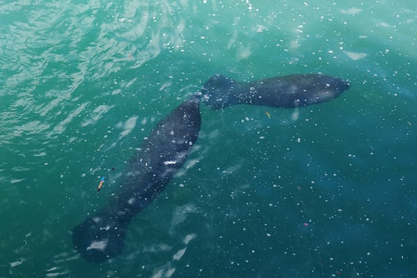 Manatees swim underwater in Manatee Lagoon, a free attraction operated by Florida Power & Light Company that lets the public view and learn about the sea cows who gather in winter in the warm-water outflows of the company's power plant, in Riviera Beach, Fla., Friday, Jan. 10, 2025. (AP Photo/Rebecca Blackwell)