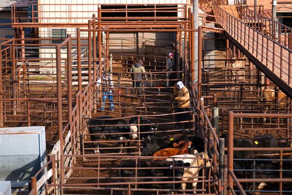 Barn hands are seen sorting cattle before they enter the auction arena at the Oklahoma National Stockyards Tuesday, Jan. 14, 2025, in Oklahoma City. (AP Photo/Julio Cortez)