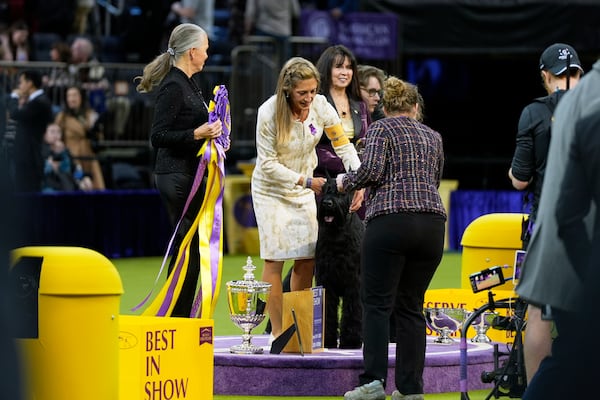 Katie Bernardin, center, and Monty, a Giant Schnauzer, win best in show in the 149th Westminster Kennel Club Dog show, Tuesday, Feb. 11, 2025, in New York. (AP Photo/Julia Demaree Nikhinson)