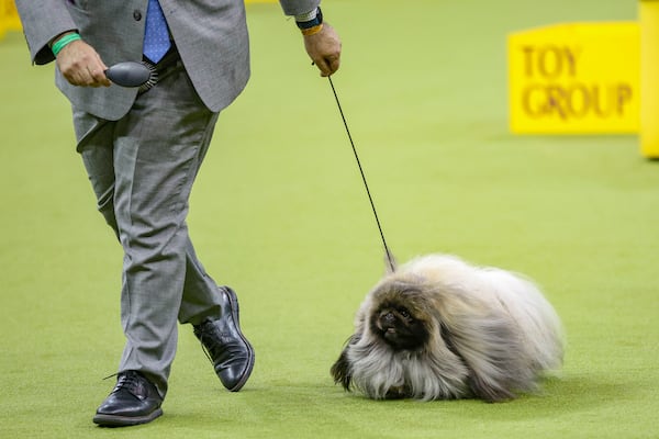 Lumpy, a Pekingese dog, is judged during the 149th Westminster Kennel Club Dog show, Monday, Feb. 10, 2025, in New York. (AP Photo/Heather Khalifa)