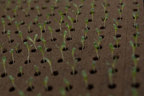 Young plant sprouts are kept in a tray at Bolton Farms, a hydroponic farm, on Friday, March 21, 2025, in Hilton, N.Y. (Caitlyn Daproza via AP)