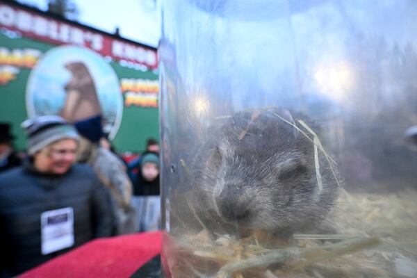 Punxsutawney Phil, the weather prognosticating groundhog, sits in his carrier following the 139th celebration of Groundhog Day on Gobbler's Knob in Punxsutawney, Pa., Sunday, Feb. 2, 2025. (AP Photo/Barry Reeger)