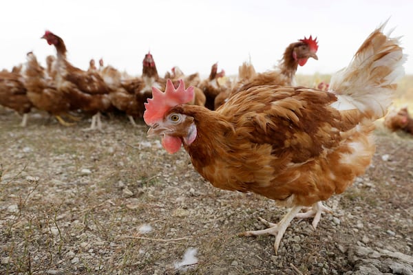 FILE - Chickens walk in a fenced pasture at an organic farm in Iowa on Oct. 21, 2015. (AP Photo/Charlie Neibergall, File)