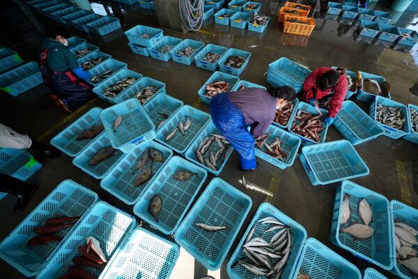 FILE - Local workers arrange the inshore fish during a morning auction at Hisanohama Port, on Oct. 19, 2023 in Iwaki, northeastern Japan. (AP Photo/Eugene Hoshiko, Pool, File)