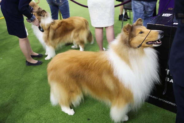 Rough Collie dogs stand with their handlers during the 149th Westminster Kennel Club Dog show, Monday, Feb. 10, 2025, in New York. (AP Photo/Heather Khalifa)