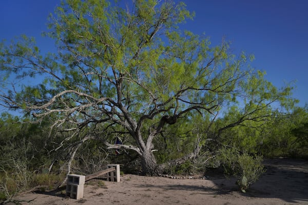 The offering garden at the Indigenous Peyote Conservation Initiative homesite, in Hebbronville, Texas, Tuesday, March 26, 2024. (AP Photo/Jessie Wardarski)