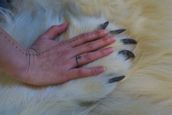 Shaman Aviaja Rakel Sanimuinaq places her hand on the paw of a polar bear that her family hunted and that is now at a studio where she performs Inuit ancestral spiritual healing in Nuuk, Greenland, on Wednesday, Feb. 19, 2025. (AP Photo/Luis Andres Henao)