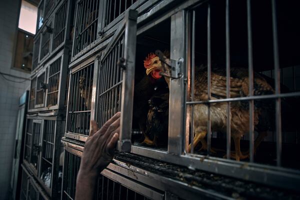 An employee closes a cage as a chicken waits to be slaughtered inside the La Granja Live Poultry Corporation store on Friday, Feb. 7, 2025, in New York. (AP Photo/Andres Kudacki)