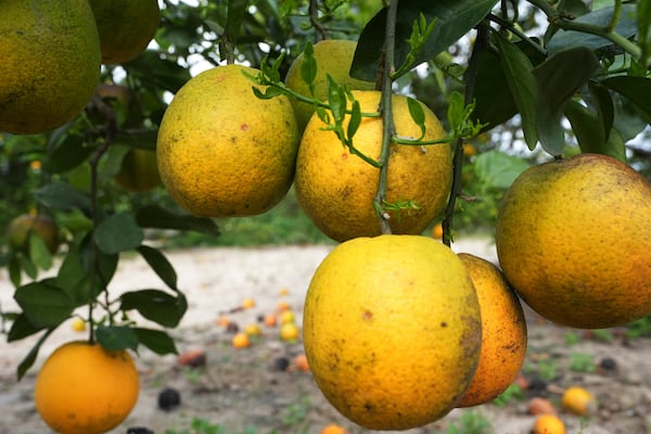 A cluster of oranges grow in a grove Tuesday, Feb. 18, 2025, in Sebring, Fla. The Florida citrus production has been steadily decreased due to diseases, hurricanes, freezes, changes in tastes and development pressures. (AP Photo/Marta Lavandier)