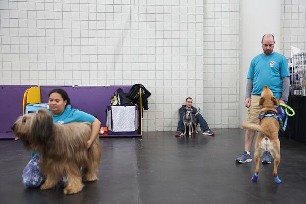 Handlers and their dogs wait for the start of the flyball tournament at the 149th Westminster Kennel Club Dog show, Saturday, Feb. 8, 2025, in New York. (AP Photo/Heather Khalifa)