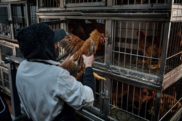 An employee grabs chickens to be slaughtered and sold to customers inside the La Granja Live Poultry Corporation store on Friday, Feb. 7, 2025, in New York. (AP Photo/Andres Kudacki)