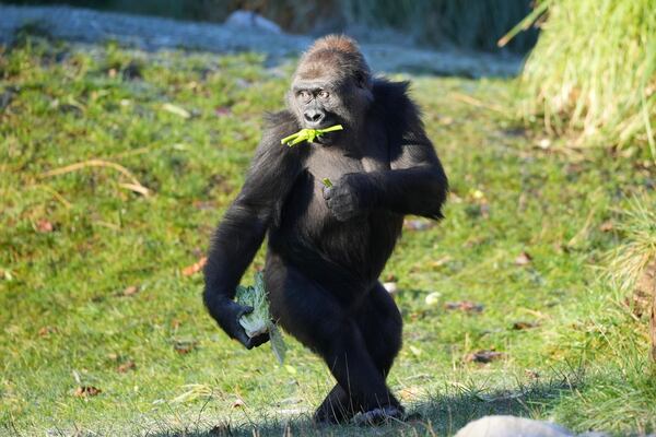 A gorilla picks up food during the annual stocktake at London Zoo in London, Friday, Jan. 3, 2025. (AP Photo/Kin Cheung)