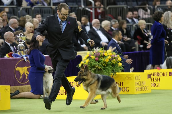 Mercedes, the German Shepherd dog, wins the Herding group during the 149th Westminster Kennel Club Dog show, Monday, Feb. 10, 2025, in New York. (AP Photo/Heather Khalifa)