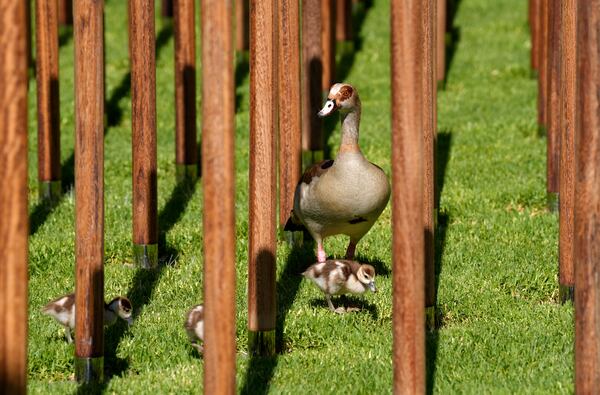 Egyptian geese with goslings are seen next to an African "iroko" hardwood post bearing names and the date of death of 1,700 Black South African servicemen who died in non-combatant roles in World War I and have no known grave, in Cape Town, South Africa, Wednesday, Jan. 22, 2025. (AP Photo/Nardus Engelbrecht)