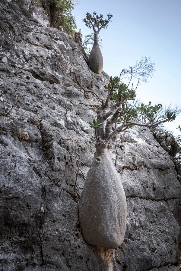 A bottle tree grows from a cliff face on the Yemeni island of Socotra, Sept. 21, 2024. (AP Photo/Annika Hammerschlag)