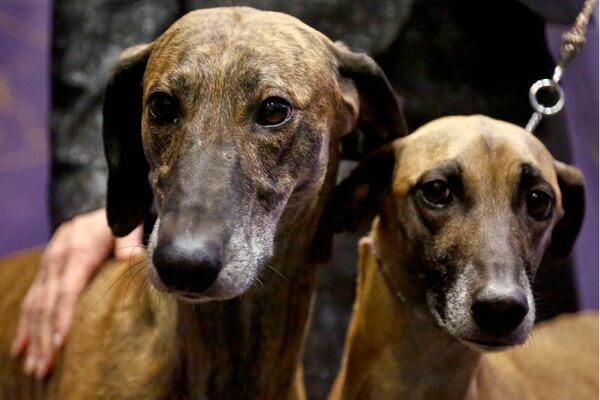 FILE — Toby, 5, left, and Izzy, 4, both sloughi breed from Illinois owners, are shown at a press conference, Jan. 30, 2017, in New York. (AP Photo/Bebeto Matthews, File)