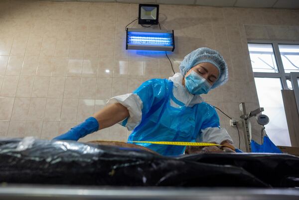 A forensic worker in Kyiv, Ukraine, examines the body of a prisoner of war repatriated by Russia, June 24, 2024. (AP Photo/Alex Babenko)