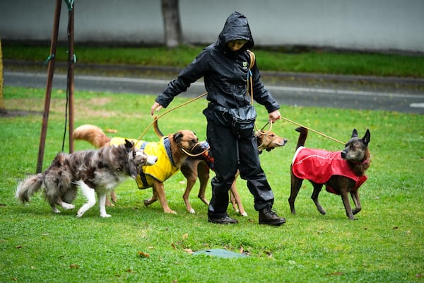 Dog walker Jade Martin walks a group of dogs in the rain Thursday, Feb. 13, 2025, in Los Angeles. (AP Photo/Damian Dovarganes)