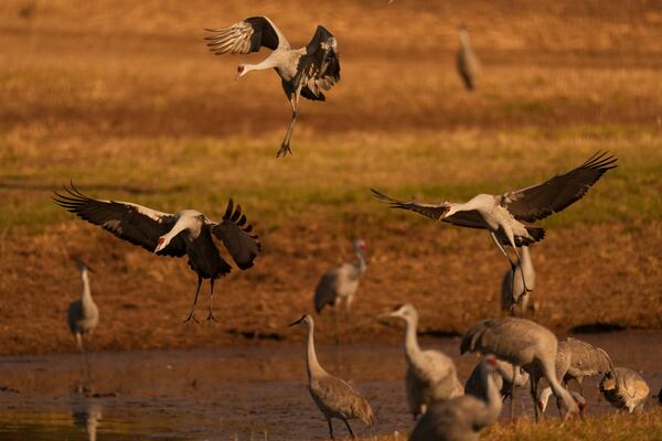 Sandhill cranes are seen at the Wheeler National Wildlife Refuge, Monday, Jan. 13, 2025, in Decatur, Ala. (AP Photo/George Walker IV)