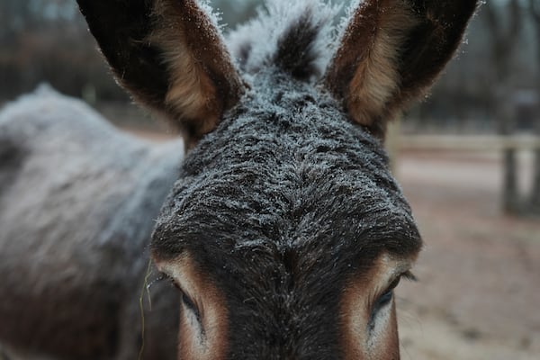 Ice coats a donkey's fur on a farm during a winter storm, Tuesday, Feb. 18, 2025, near Luther, Okla. (AP Photo/Joshua A. Bickel)