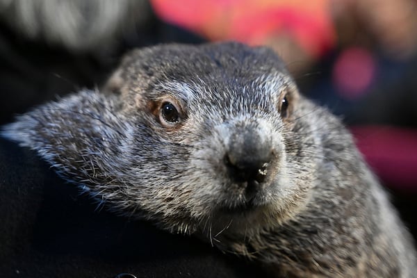 FILE - Groundhog Club handler A.J. Dereume holds Punxsutawney Phil, the weather prognosticating groundhog, during the 138th celebration of Groundhog Day on Gobbler's Knob in Punxsutawney, Pa., Friday, Feb. 2, 2024. (AP Photo/Barry Reeger, File)