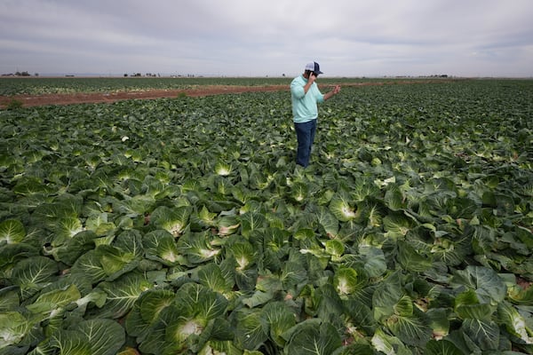 Farmer Jack Vassey talks on the phone during the harvest of cabbage Wednesday, March 5, 2025, on a field less than ten miles from the border with Mexico, in Holtville, Calif. (AP Photo/Gregory Bull)