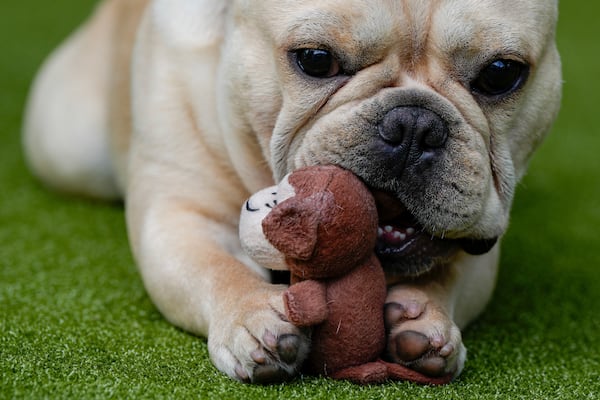 FILE - A French bulldog plays with a toy during breed group judging at the 148th Westminster Kennel Club Dog show, Monday, May 13, 2024, at the USTA Billie Jean King National Tennis Center in New York. (AP Photo/Julia Nikhinson, file)