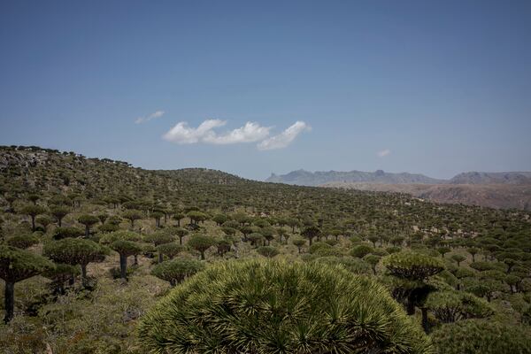Socotra's Firmihin plateau, home to the largest remaining dragon's blood forest, is visible on Sept. 18, 2024, on the Yemeni island of Socotra. (AP Photo/Annika Hammerschlag)