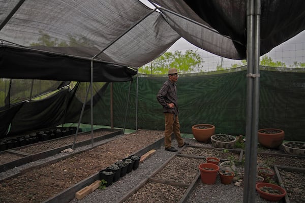 Adrian Primeaux, of the Yankton Sioux and Apache, stands in the peyote nursery at the Indigenous Peyote Conservation Initiative, a spiritual homesite and peyote conservation site for Native American Church members on 605 acres of land in the peyote gardens of South Texas, Sunday, March 24, 2024, in Hebbronville, Texas. (AP Photo/Jessie Wardarski)