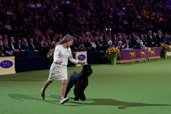 Katie Bernardin and Monty, a Giant Schnauzer, compete in the best in show competition during the 149th Westminster Kennel Club Dog show, Tuesday, Feb. 11, 2025, in New York. (AP Photo/Julia Demaree Nikhinson)