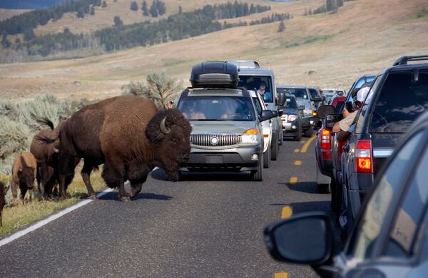 FILE - In this Aug. 3, 2016, file photo, a large bison blocks traffic as tourists take photos of the animals in the Lamar Valley of Yellowstone National Park in Wyoming. (AP Photo/Matthew Brown, File)