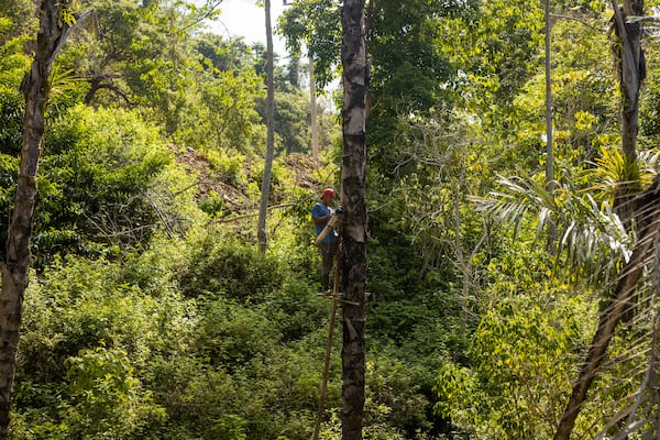 Amal Susanto collects sap from a palm tree to make palm sugar on Kabaena Island, Southeast Sulawesi, Indonesia, Friday, Friday, Nov. 15, 2024. (AP Photo/Yusuf Wahil)