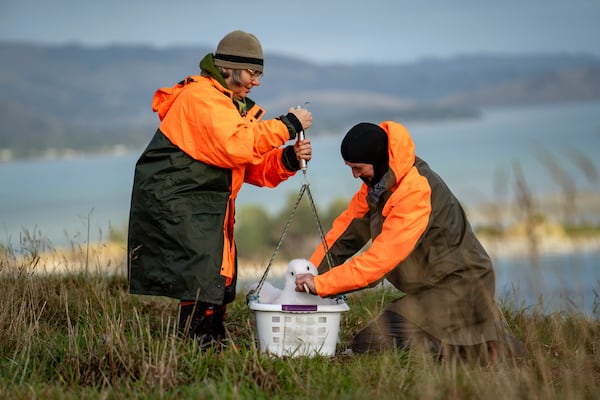 Conservation rangers Sharyn Broni, left, and Colin Facer weigh an albatross at Taiaroa Head, New Zealand on June 18, 2024. (Michael Hayward/New Zealand Department of Conservation via AP)