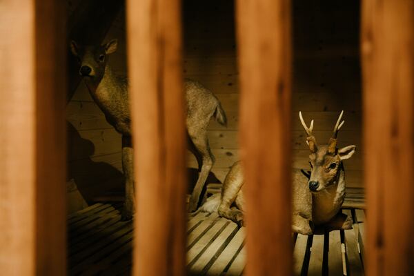 "The Deer Kind," Heteroprox, is displayed inside the colossal replica of the biblical Noah's Ark at the Ark Encounter in Williamstown, Ky., Friday, March 21, 2025. (AP Photo/Madeleine Hordinski)