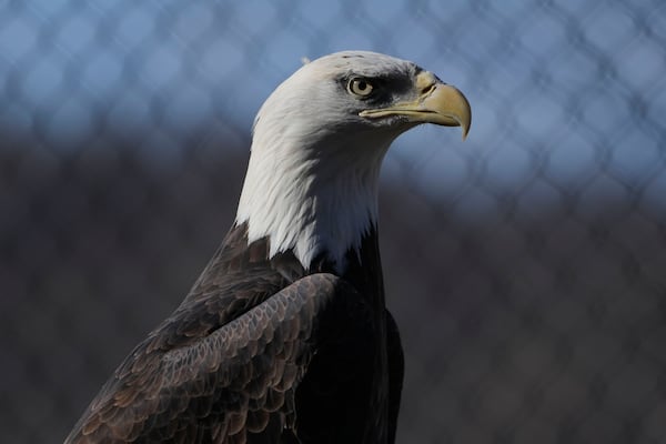 A bald eagle named Freedom perches on a branch at the Turtle Back Zoo in West Orange, N.J., Wednesday, Jan. 15, 2025. (AP Photo/Seth Wenig)