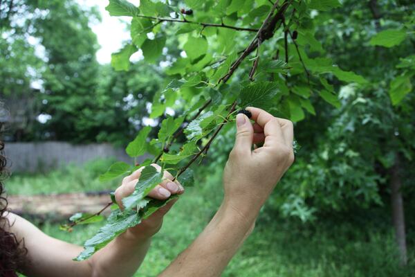 Amanda Beltranmini Healen grabs a mulberry from her backyard in Nashville, Tenn., Monday, May 19, 2025, where she participates in No Mow Months to improve water retention and encourage pollinators. (AP Photo/Kristin M. Hall)