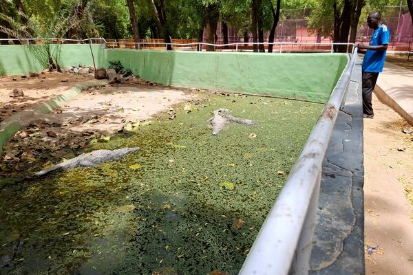 A man watches crocodiles at a zoo in Maiduguri, Nigeria, Saturday, March 15, 2025. (AP Photo/Joshua Olatunji)