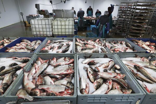 FILE - Asian carp are processed at Two Rivers Fisheries in Wickliffe, Ky., Feb. 11, 2020. (AP Photo/Mark Humphrey, File)