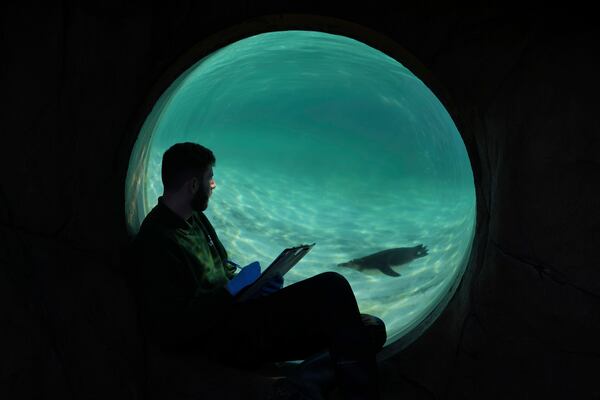 A zoo keeper counts penguins during the annual stocktake at London Zoo in London, Friday, Jan. 3, 2025. (AP Photo/Kin Cheung)