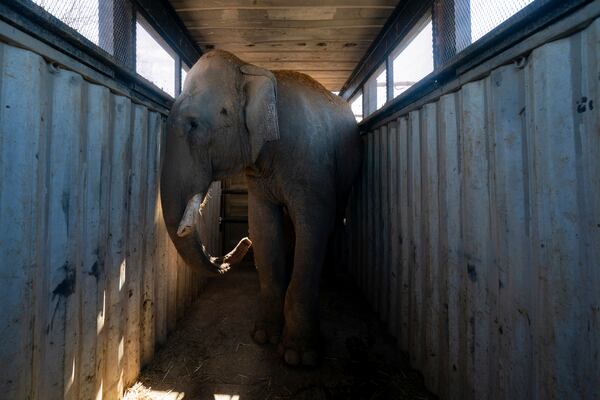 An elephant stands in a transport trailer at the animal refuge Ostok Sanctuary, on the outskirts of Culiacan, Mexico, Monday, May 19, 2025. (AP Photo/Felix Marquez)