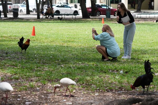 Julia Molchaniuk, left, and Sasha Molchaniuk, right, photograph roosters in a park outside of the Stephen P. Clark Government Center in downtown Miami, Wednesday, May 7, 2025, in Miami. (AP Photo/Lynne Sladky)
