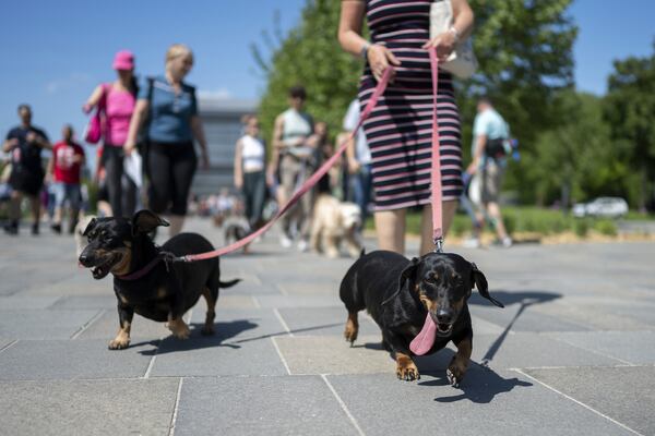 Dachshunds and their owners take part in an attempt to set Hungary’s record for the largest dog walk of a single breed, at Budapest City Park, Budapest, Thursday, May 1, 2025. (AP Photo/Denes Erdos)