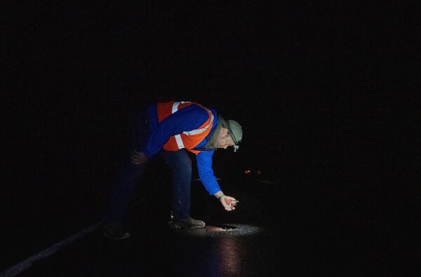 John Bateman, a wildlife professor, helps a spotted salamander cross a road Friday, March 28, 2025, in Honeoye, N.Y. (AP Photo/Maryel Pryce)