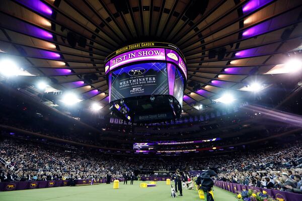 FILE — Judging commences in the Best in Show competition in the 144th Westminster Kennel Club dog show, in New York's Madison Square Garden, Feb. 11, 2020. (AP Photo/John Minchillo, File)